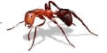 Fire Ants